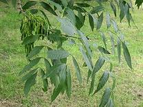 Frasin pufos de Caucaz (Fraxinus coriariifolia)