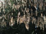 Artar american (Acer negundo)