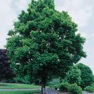 Paltin de camp (Acer platanoides)