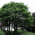 Paltin de munte (Acer pseudoplatanus)