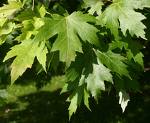 Paltin argintiu (Acer saccharinum)