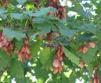 Artar tataresc (Acer tataricum)
