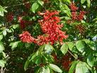 Castan purpuriu (Aesculus pavia)