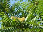 Cenuser (Ailanthus altissima)