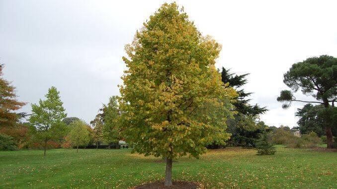 Alun turcesc (Corylus colurna)