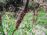Salcamul mic (Amorpha fruticosa)