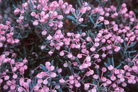 Ruginare (Andromeda polifolia)