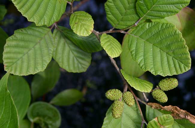 Anin alb (Alnus incana)