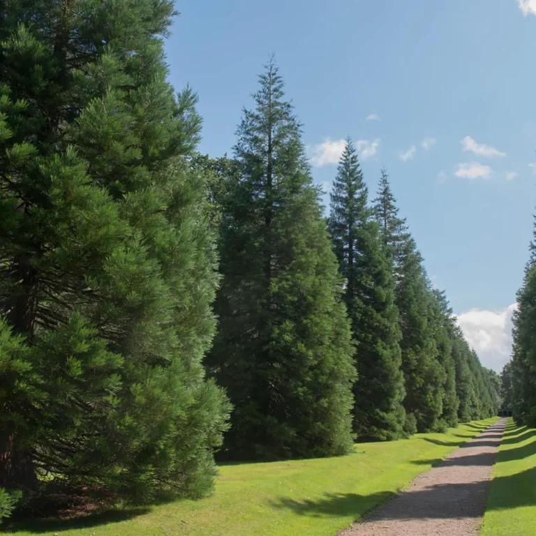 Arborele mamut (Sequoia gigantea)