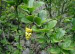 Dracila (Berberis vulgaris)
