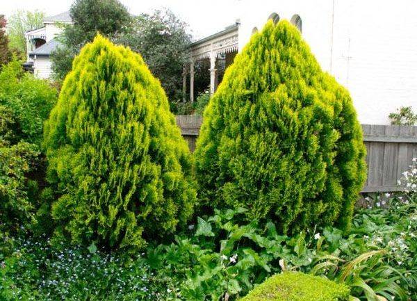 Biota – Arborele vietii (Thuja orientalis)