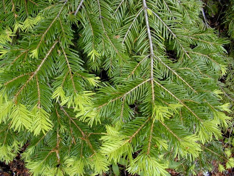 Bradul de Vancouver (Abies Grandis)