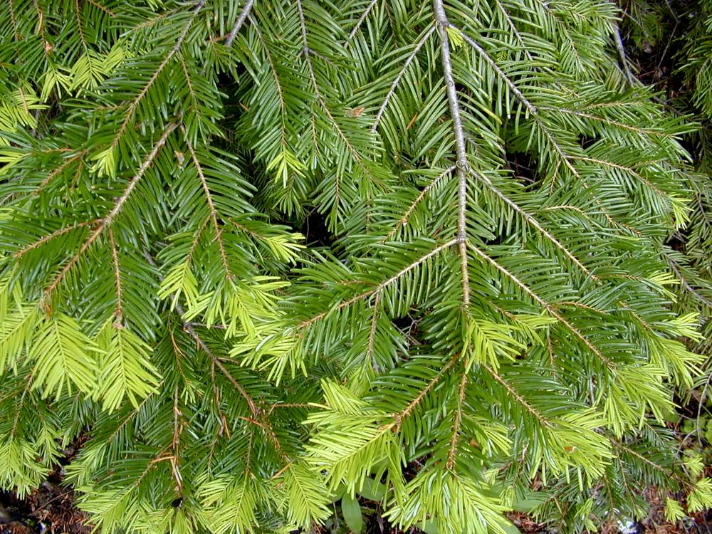 Bradul de Vancouver (Abies Grandis)