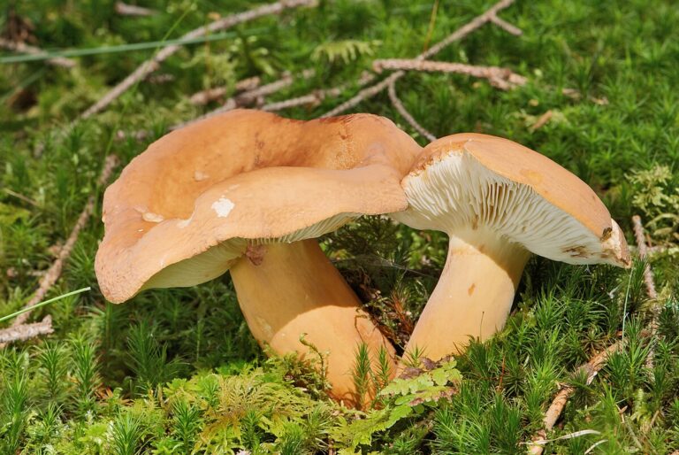 Buretele dulce (Lactarius volemus)