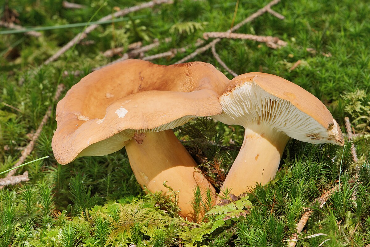Buretele dulce (Lactarius volemus)