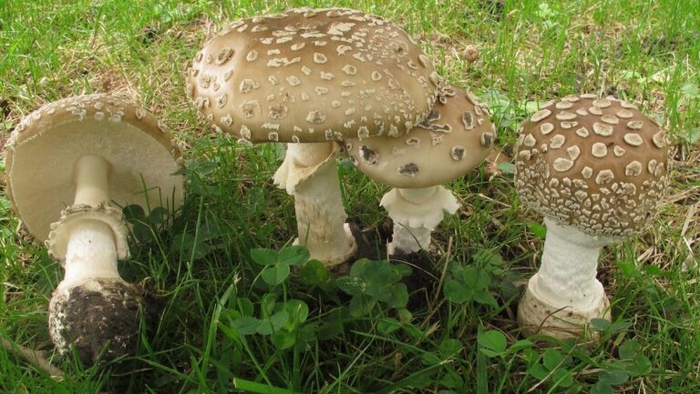 Buretele pestrit (Amanita pantherina)