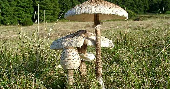 Buretele serpesc (Macrolepiota procera)