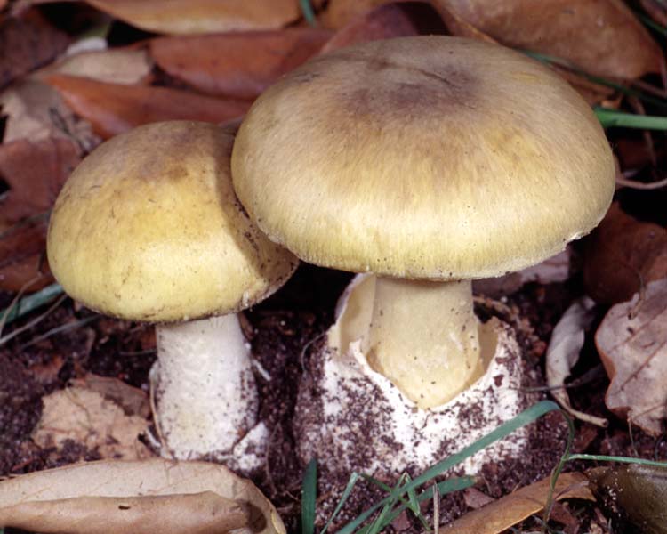 Buretele viperei (Amanita phalloides)
