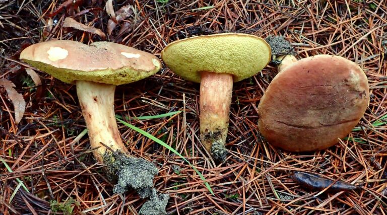 Buza caprei (Boletus subtomentosus)