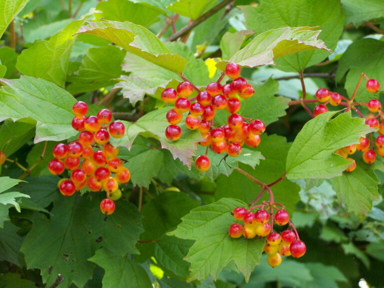 Calinul (Viburnum opulus)