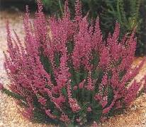 Iarba neagra (Calluna vulgaris)
