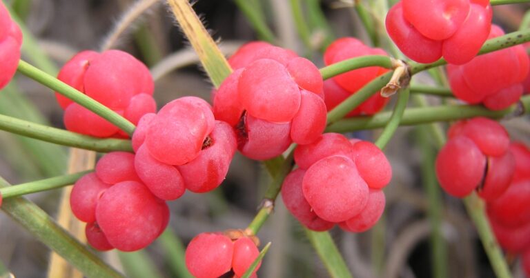 Carcel (Ephedra distachya)