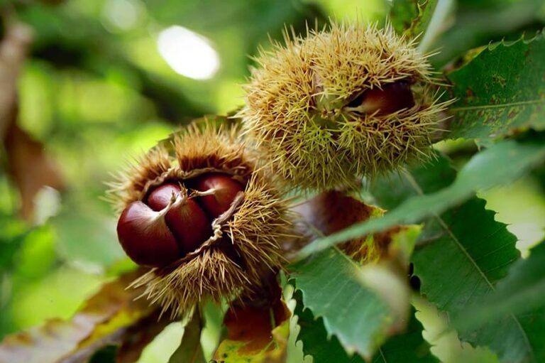 Castan brun (Castanea sativa)