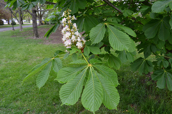 Castanul porcesc (Aesculus hippocastanum)