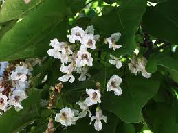 Catalpa (Catalpa bignonioides)