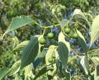 Sambovina (Celtis australis)