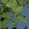 Sambovina dobrogeana (Celtis glabrata)