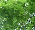 Sambovina americana (Celtis occidentalis)
