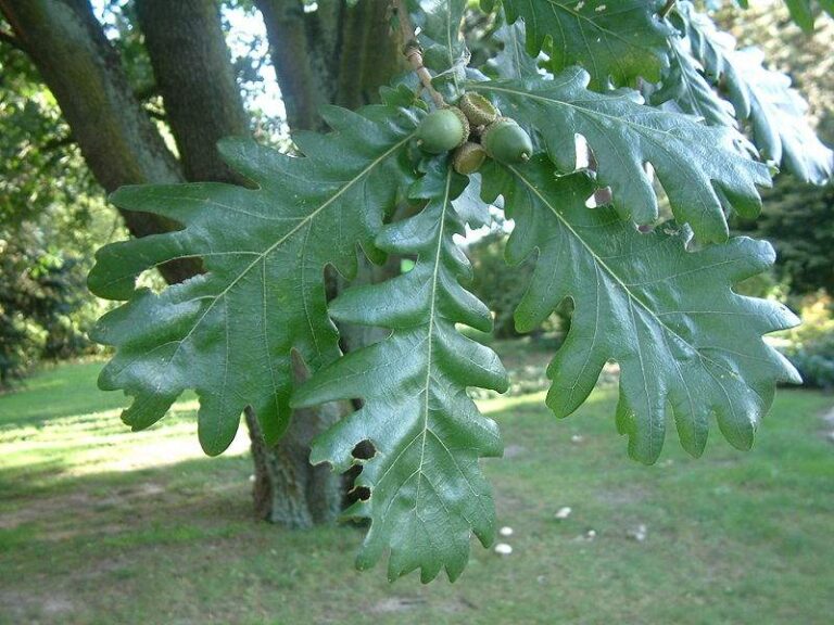 Cer (Quercus Cerris)
