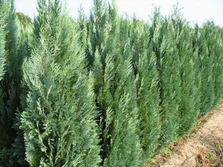 Chiparos de California (Chamaecyparis Lawsoniana)