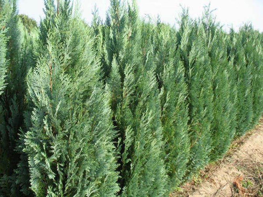 Chiparos de California (Chamaecyparis Lawsoniana)