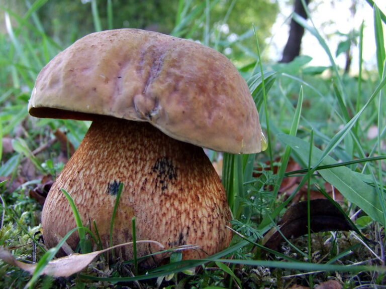 Chitarca (Boletus luridus)