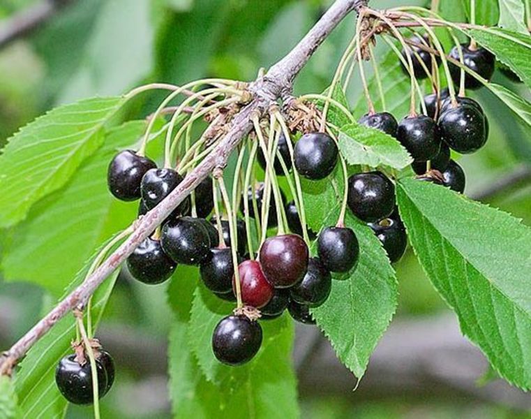 Ciresul salbatec (Prunus avium)
