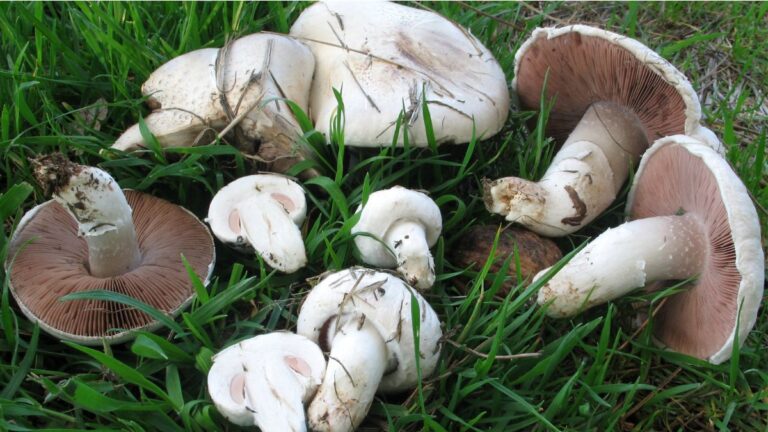 Ciuperca de camp (Agaricus arvensis schael)