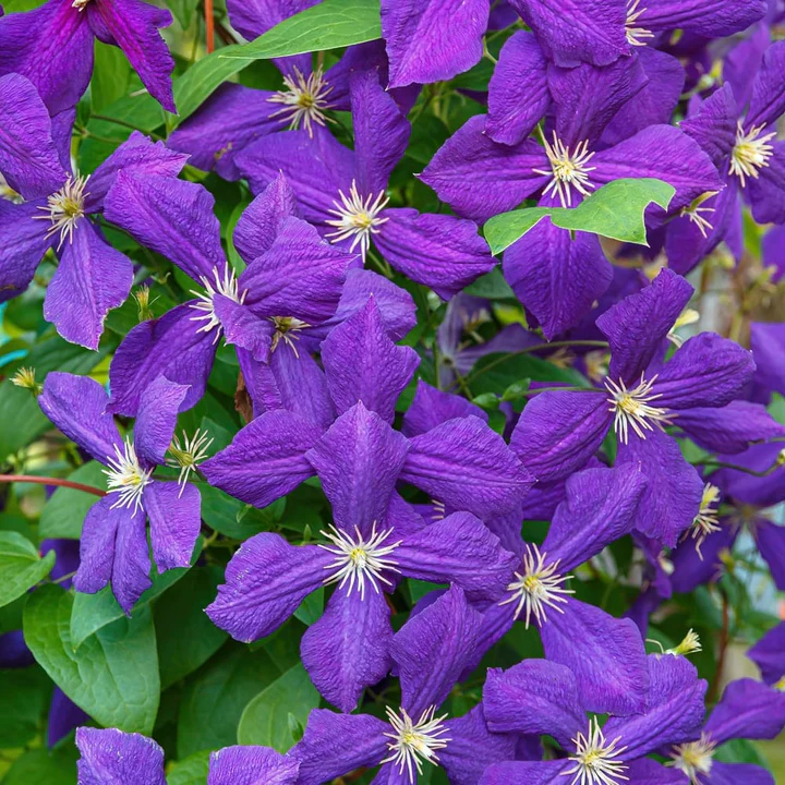 Curpen de gradina (Clematis jackmanii)