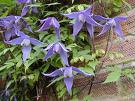 Curpen de munte (Clematis alpina)