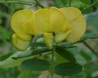Basicoasa (Colutea arborescens)