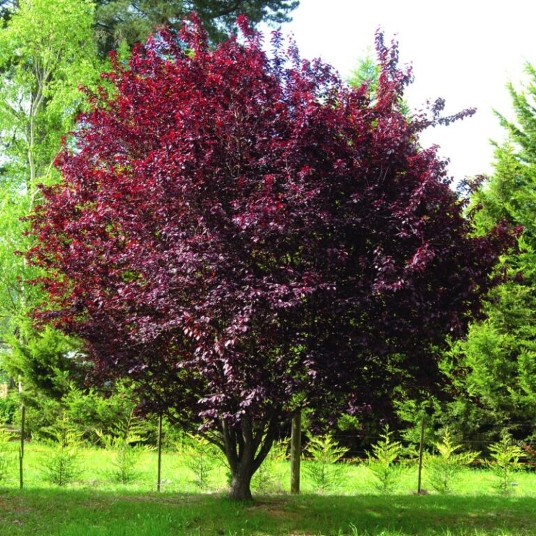 Corcodusul (Prunus cerasifera)