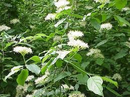 Sanger (Cornus sanguinea)