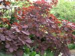 Scumpie (Cotinus coggygria)