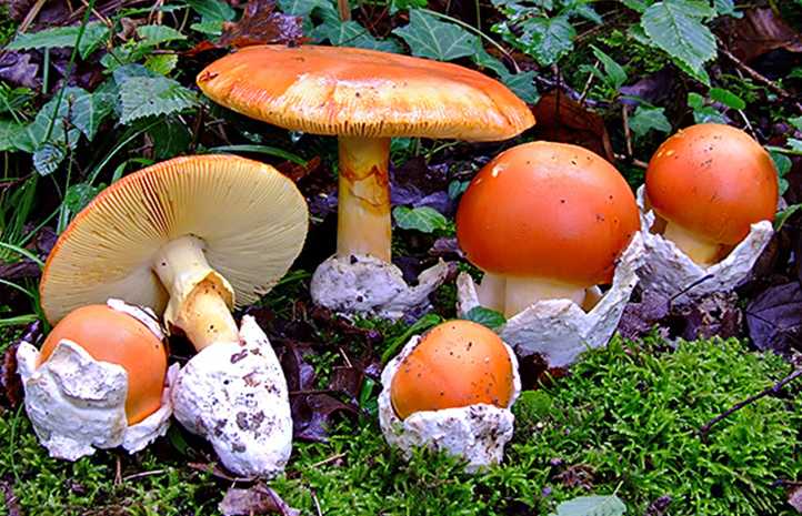 Craitele (Amanita caesarea)