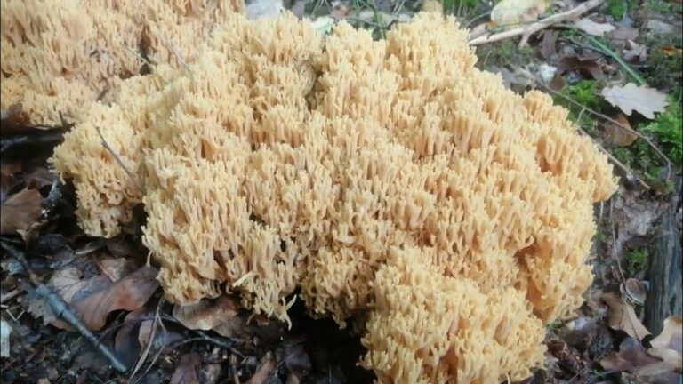 Creasta cocoşului (Ramaria Flava)