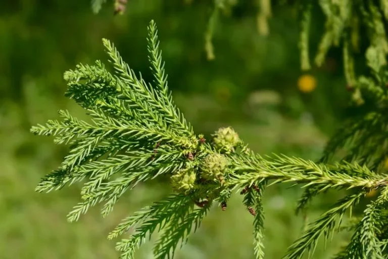 Cryptomeria japonica