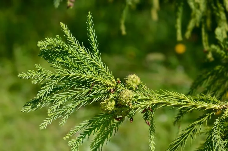 Cryptomeria japonica