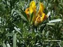 Drob de munte (Cytisus austriacus)