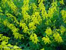 Grozama mare (Cytisus nigricans)